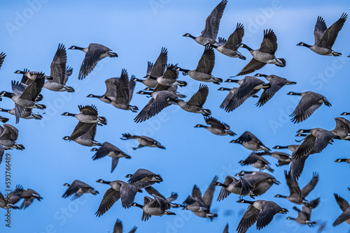 Migrating Cackling Geese (Branta hutchinsii) in Spring photo