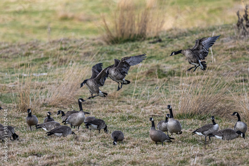 Картината върху платно Migrating Cackling Geese (Branta hutchinsii) in Spring