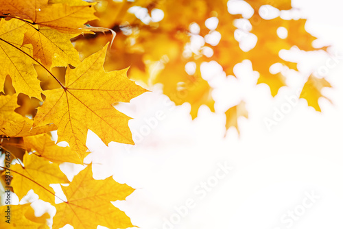 Yellow maple leaves close-up,