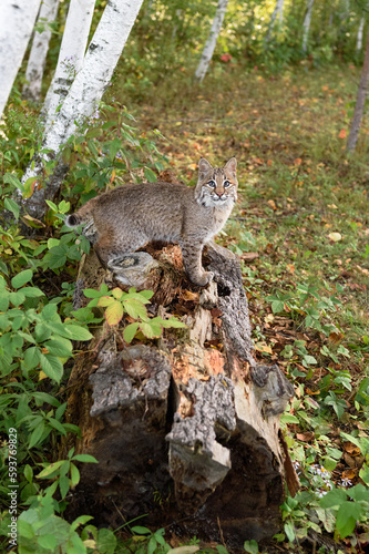 Bobcat  Lynx rufus  Stands Sideways on Log Looking Out Autumn