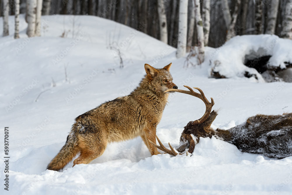 Obraz premium Coyote (Canis latrans) Sniffs at Antler of Deer Body Winter