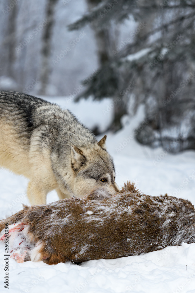 Fototapeta premium Wolf (Canis lupus) Eye Over White-Tail Deer Body Winter
