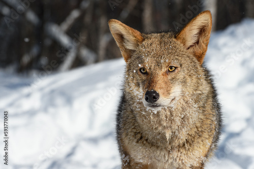 Coyote  Canis latrans  Looks Out Snow Covering Face Winter