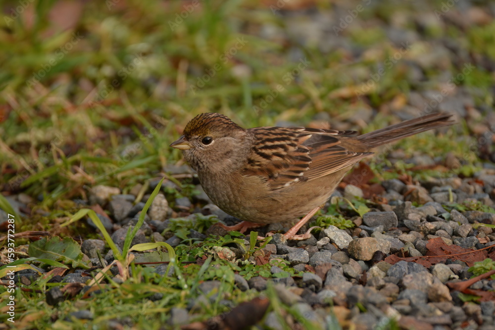 Golden-crowned Sparrow on gravel path Golden-crowned Sparrow on gravel path