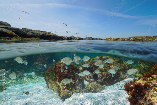 Valokuva Atlantic ocean seascape, shoal of seabream fish underwater and rocky shore with