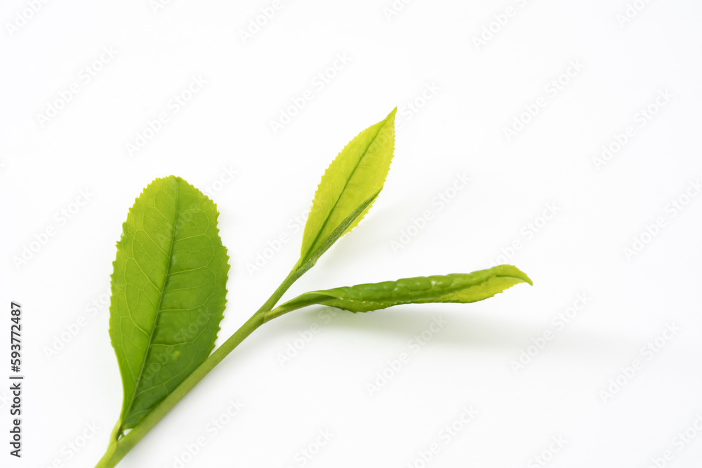 Obraz premium 茶葉・新茶