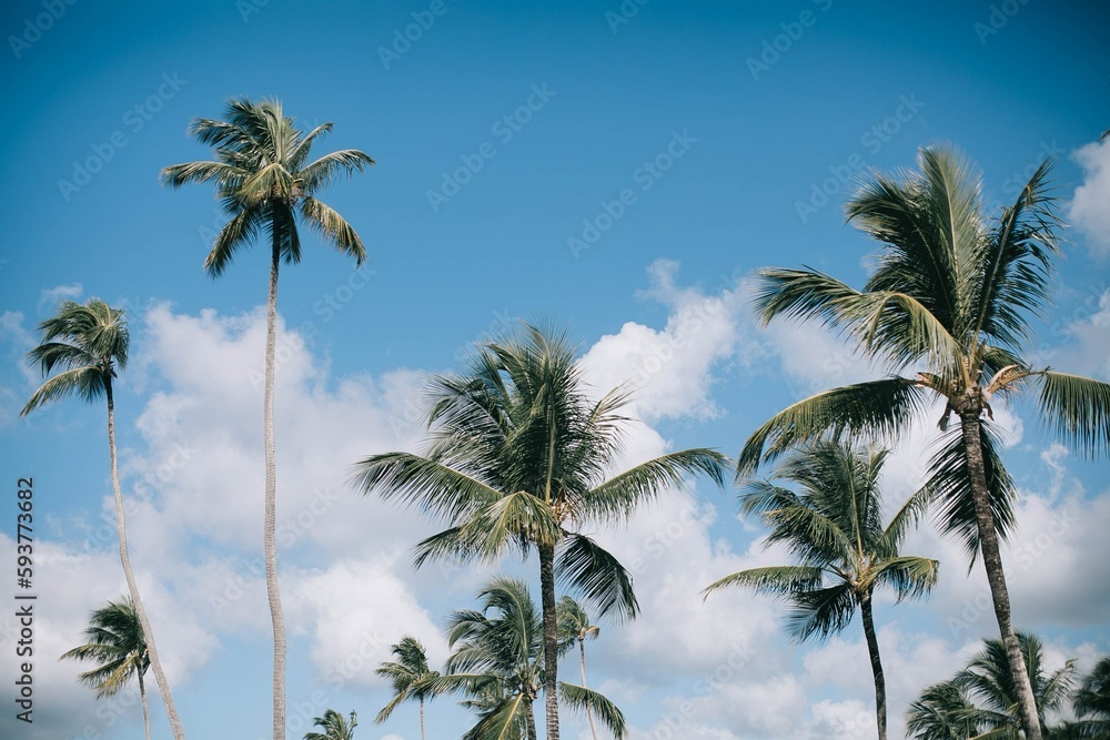 Swaying Palms on Serene Shores