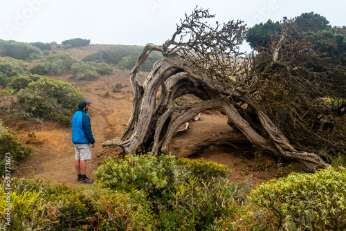A tourist in the tunnel of a Sabinar tree twisted by the wind in El Hierro. Canary Islands