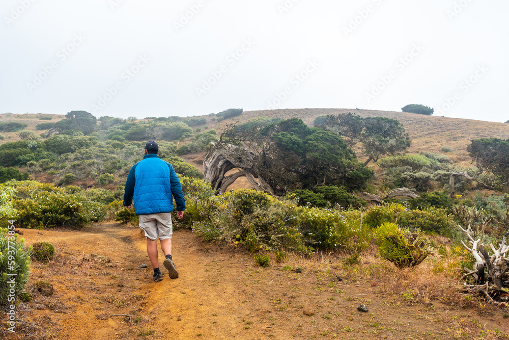 Hiker walking a Sabinar tree twisted by the wind in El Hierro. Canary Islands