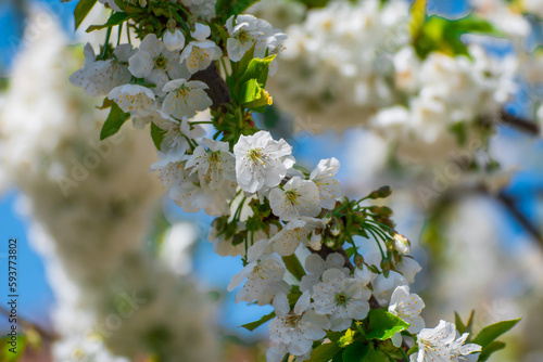 close-up of a pear tree blossoming during spring. the picture was taken in Basilicata, South Italy 