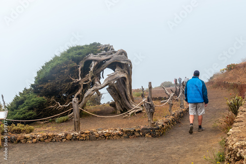 A hiker visiting a Sabinar tree twisted by the El Hierro wind and foggy. Canary Islands photo