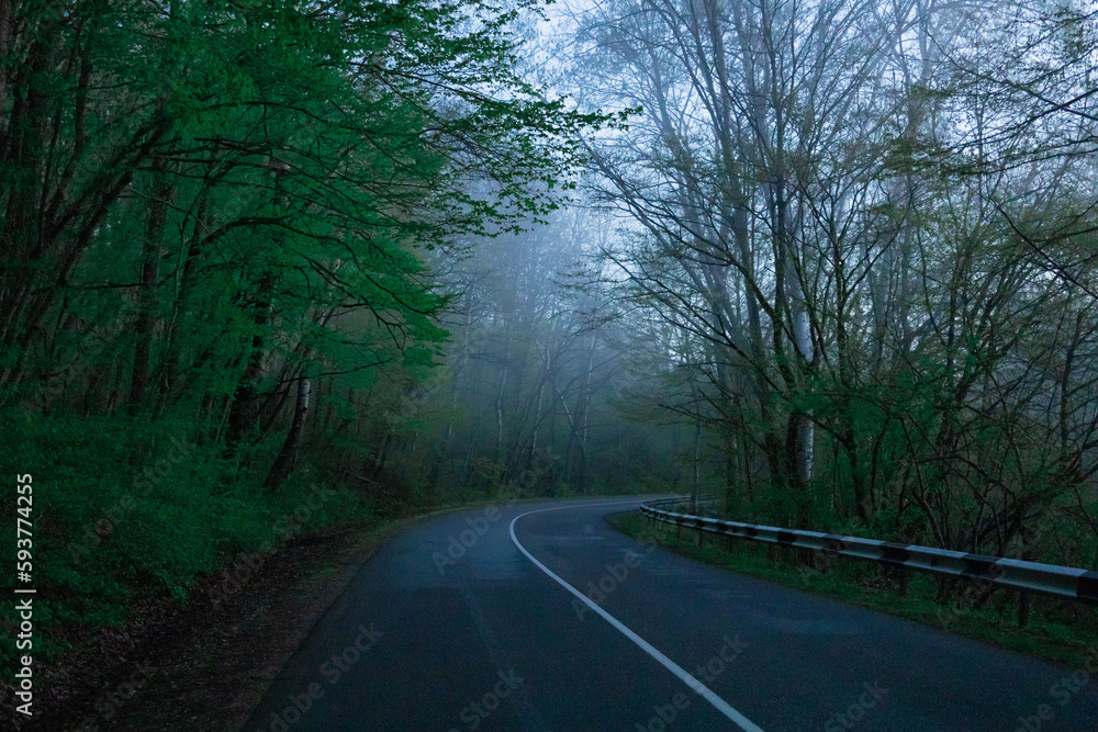 road in the morning woods