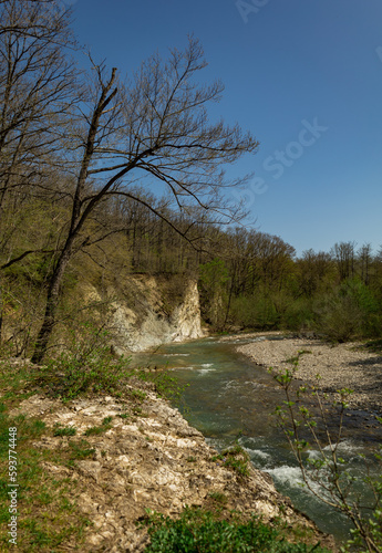 river in the woods