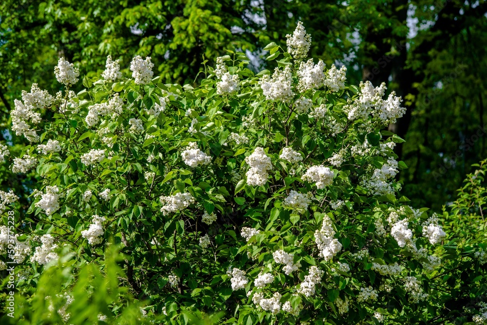 Inflorescence of a white lilac against a blue sky Inflorescence of a white lilac against a blue sky