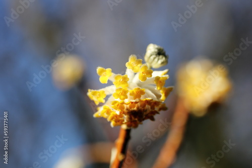 Yellow flowers on winter blooming Edgeworthia chrysantha bush photo