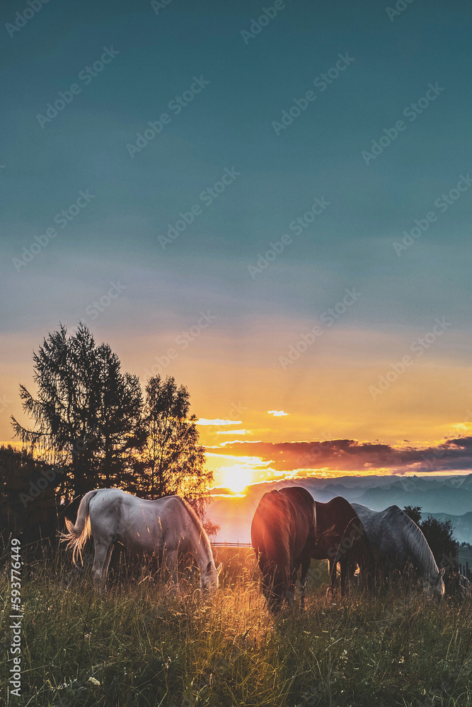 Group of horses enjoying a beautiful field during sunset - obrazy, fototapety, plakaty 