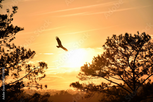 Fototapeta Eagle skimming the brightest dawn