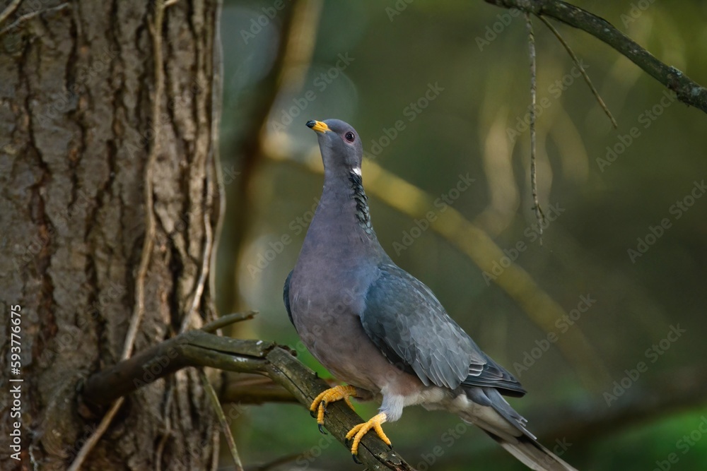 Fototapeta premium Band-tailed Pigeon in a tree