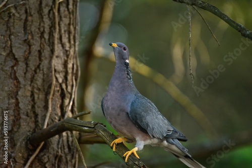 Band-tailed Pigeon in a tree