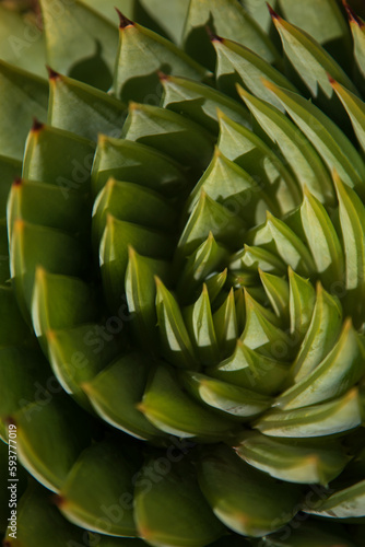 Spiral aloe photo