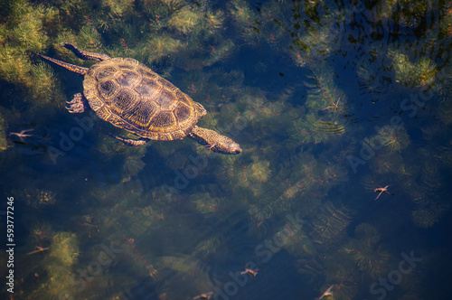 Photography The turtle