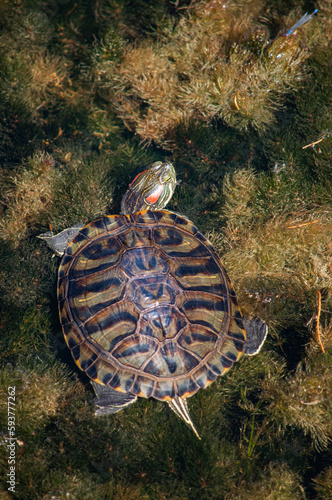 Obraz na plátně The turtle