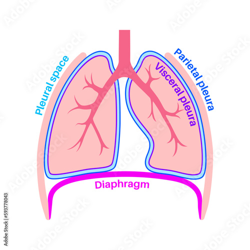Pleura anatomical poster
