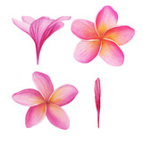 Watercolor tropical Plumeria cliparts isolated on a white background. Botanical illustration. Perfect for cards, invitations, wedding and summer designs.