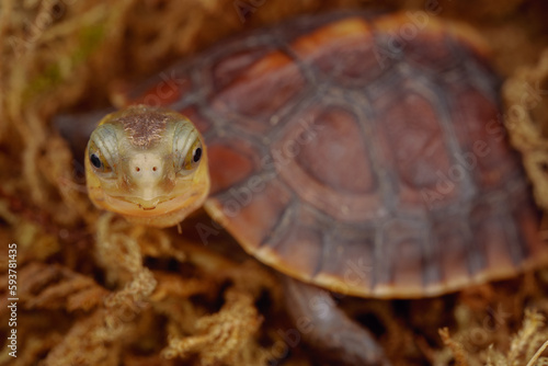 Chinese yellow-margined box turtle baby hide in moss photo