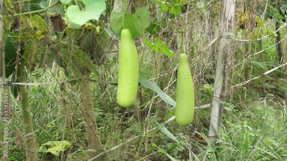 Benincasa hispida (blonceng, labu air, Benincasa hispida, the wax gourd