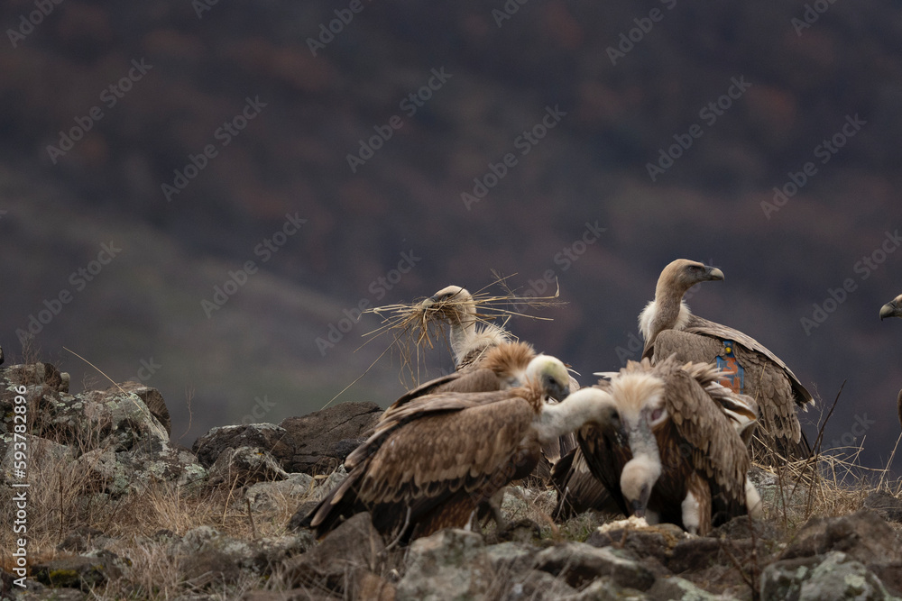 Griffon vultures are searching for food. Vultures in the Bulgaria mountains. Carnivore during winter. Vultures are fighting on the rock. European nature. Griffon vultures are searching for food. Vultures in the Bulgaria mountains. Carnivore during winter. Vultures are fighting on the rock. European nature.