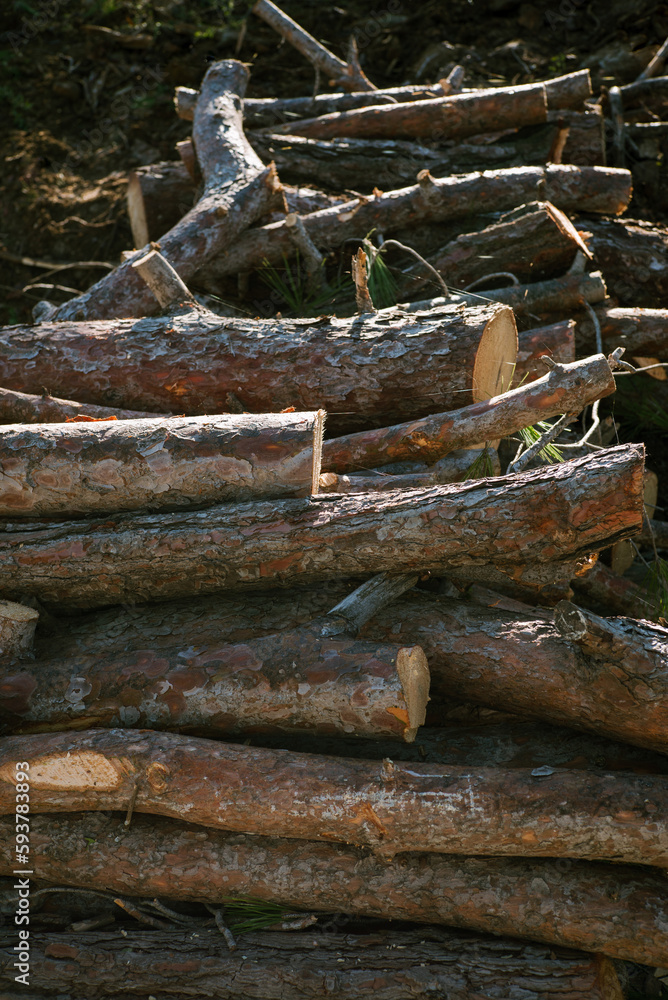 Fallen trunks and branches of trees. Fallen trunks and branches of trees.