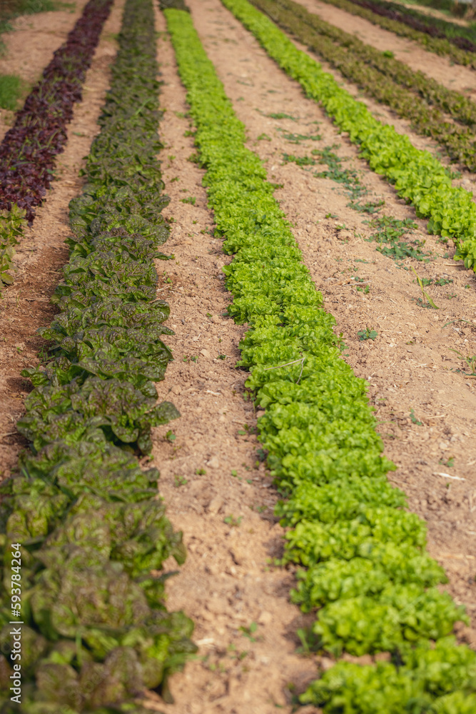 Rows of green and red lettuces. Rows of green and red lettuces.