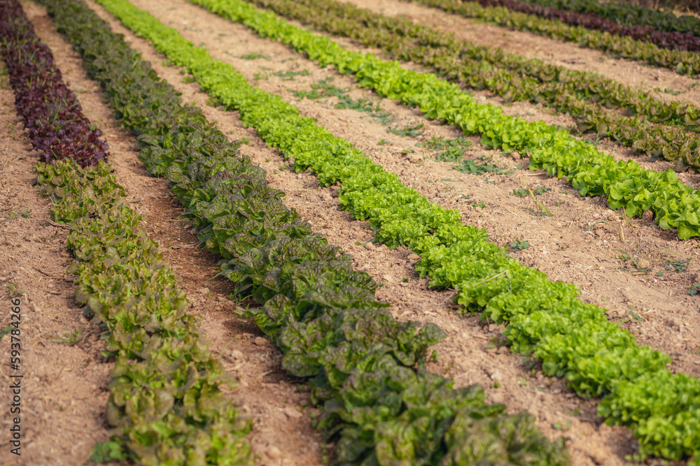 Rows of green and red lettuces. Rows of green and red lettuces.