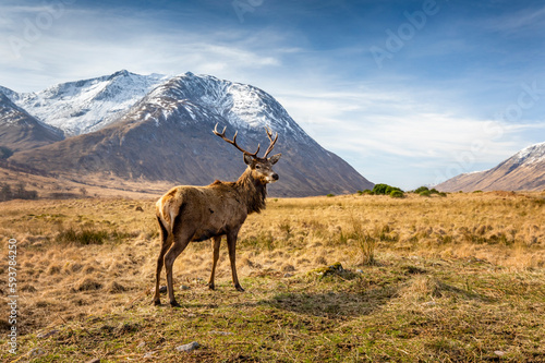 A red deer stag with the snow capped mountains of Glen Etive in the background.