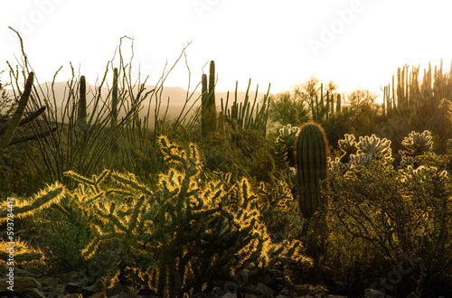 Desert Cactus bathed in sunrise 