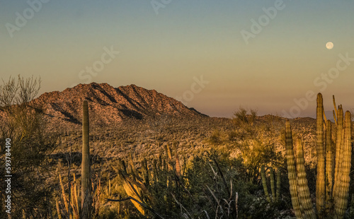Desert Organ Pipe bathed in sunrise silhouette