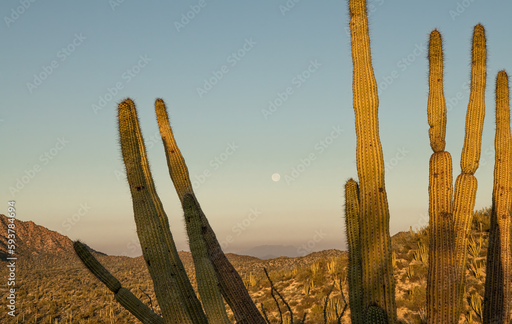 Desert Organ Pipe bathed in sunrise silhouette