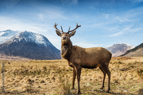 A majestic red deer stag with the snow capped mountains of Glen Etive in the background.