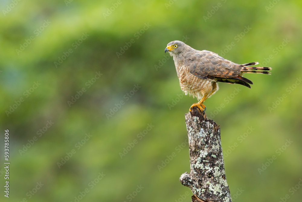 Road-side Hawk Road-side Hawk