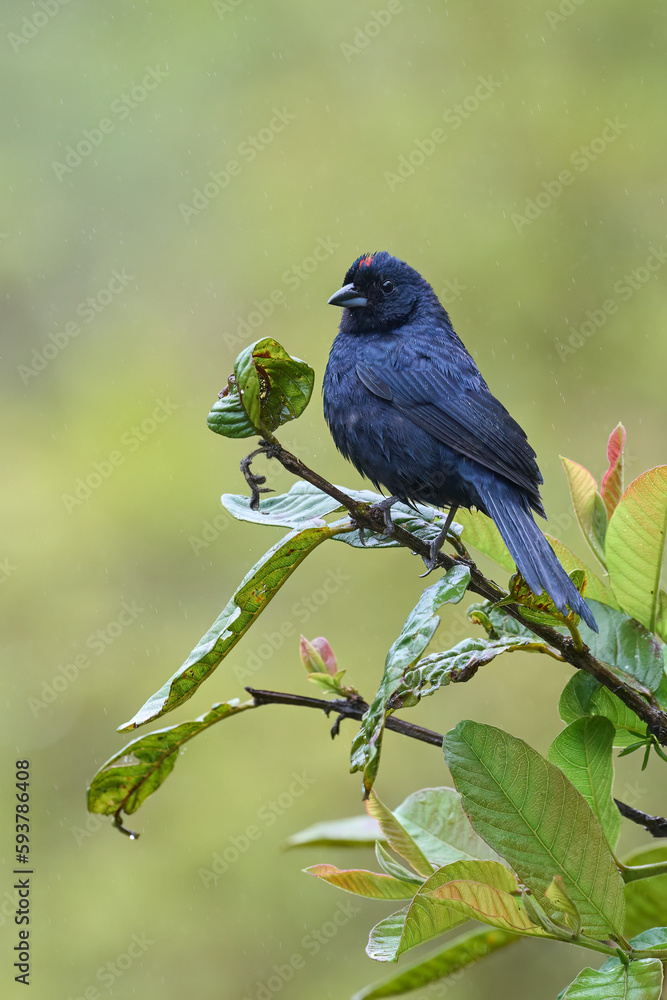 Obraz premium Ruby-crowned Tanager