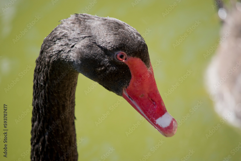 Fototapeta premium this is a close up of a black swan