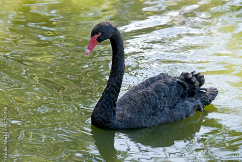 Fototapeta Naklejka Na Ścianę i Meble -  the black swan is swimming in the lake