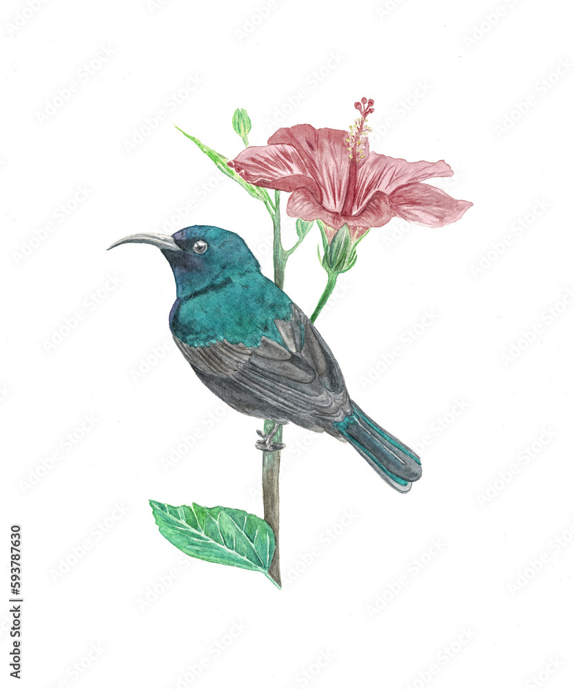 Obraz premium Sunbird Ilustración en Acuarela profesional realizada con “L' Aquarelle” Sennelier. Papel Canson de grano satinado, 300 gramos, 100% algodón y libre de ácidos