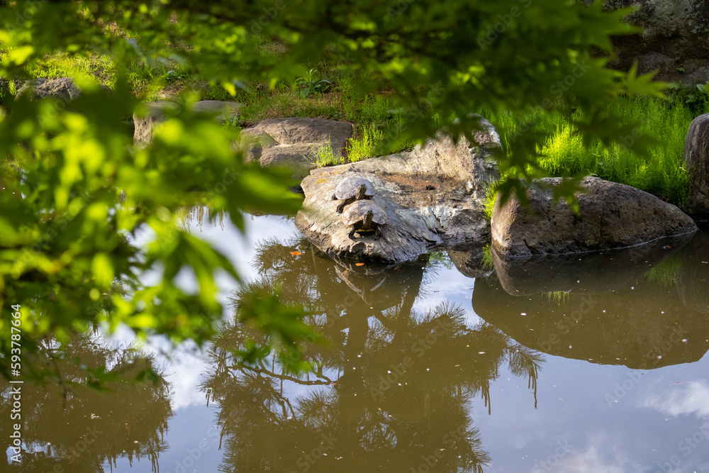 Obraz premium カメの甲羅干し