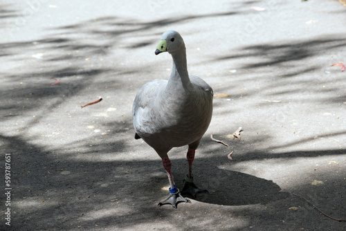 Foto the cape barren goose is walking on a pathway