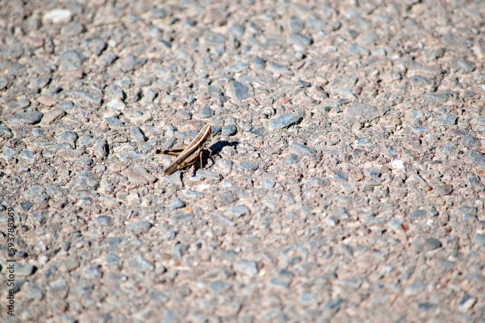 the grasshopper is on the ground looking for food