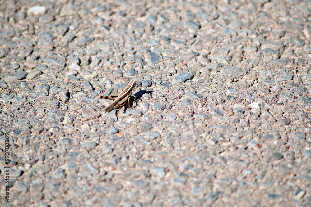 the grasshopper is on the ground looking for food the grasshopper is on the ground looking for food