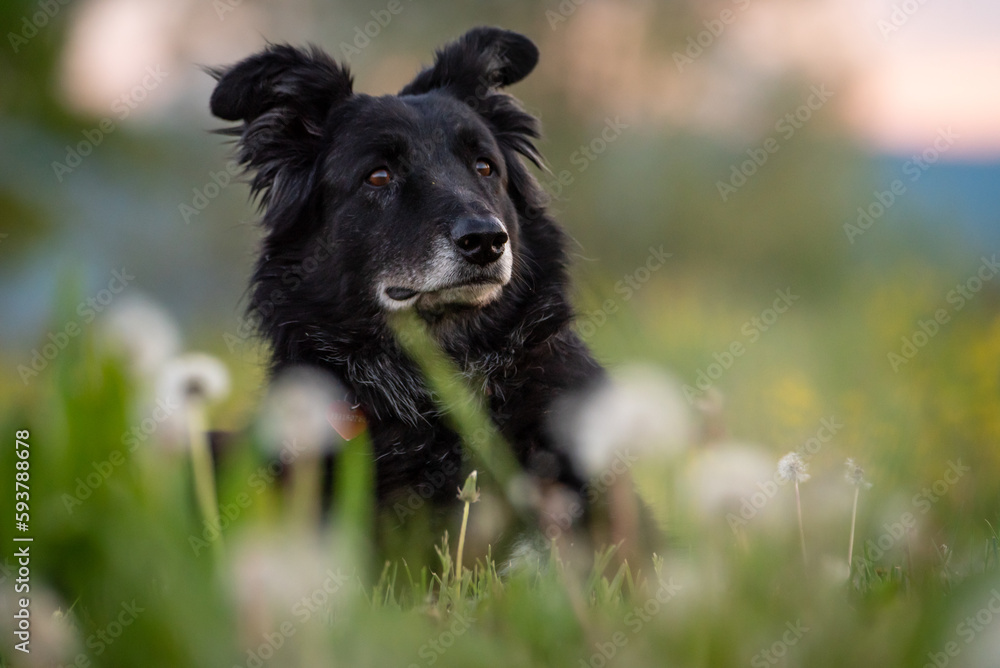 Fototapeta premium the serenity of a farm dog