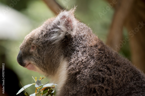 this is a side view of an Australian koala